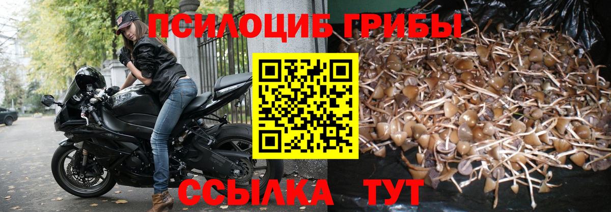 Псилоцибиновые грибы Psilocybe Омск